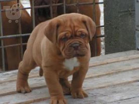 Dogue de Bordeaux - Ντογκ ντε Μπορντω