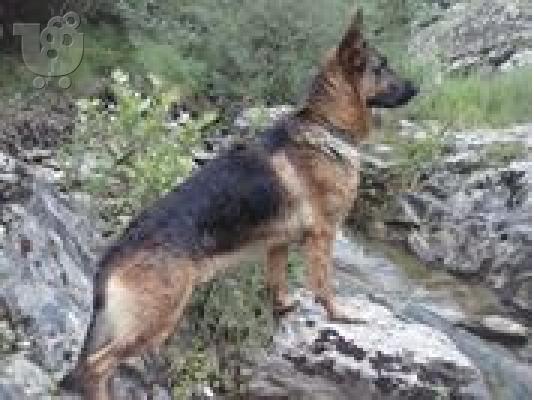 αναγγελια γεννας  24-9-2013  καθαροαιμα γερμανικα ποιμενικα...