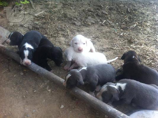 pwlountai koutavia pitbull