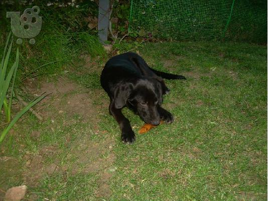 ΝΙΝΑ~ΗΜΙΑΙΜΟ LABRADOR ΧΩΡΙΣ ΟΙΚΟΓΕΝΕΙΑ,Αρ.Πρωτ:4247/2002