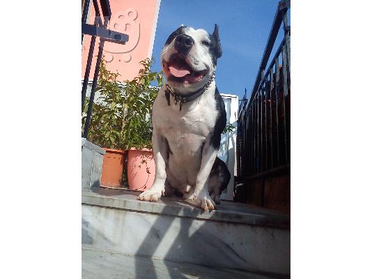 PoulaTo: pitbull american