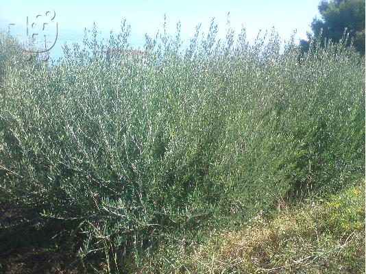 PoulaTo: ΦΥΤΩΡΙΑ ΕΛΙΑΣ-ΞΥΝΑ ΑΠΟ ΑΓΡΙΛΙΔΙ ΟΧΙ ΜΟΣΧΕΥΜΑΤΑ, ΕΓΓΥΗΜΕΝΑ ΔΕΝΤΡΑ, ΣΙΓΟΥΡΗ ΚΑΡΠΟΦΟΡΙΑ