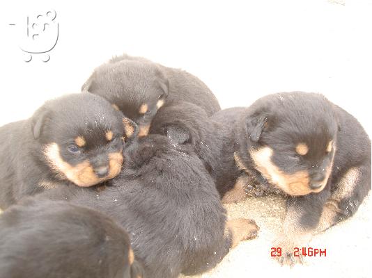 PoulaTo: rottweiler puppies
