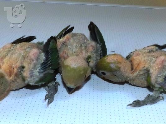 PoulaTo: LOVE BIRDS