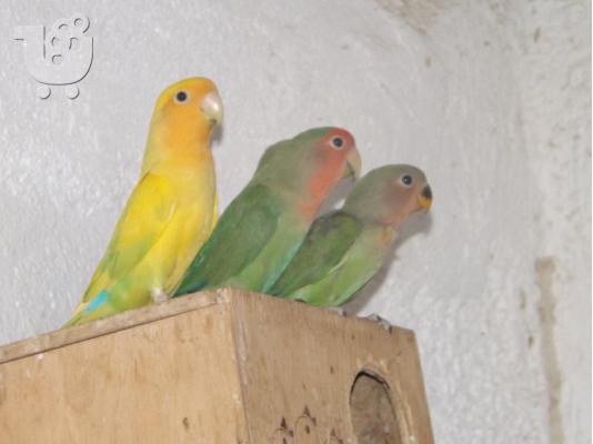 love birds