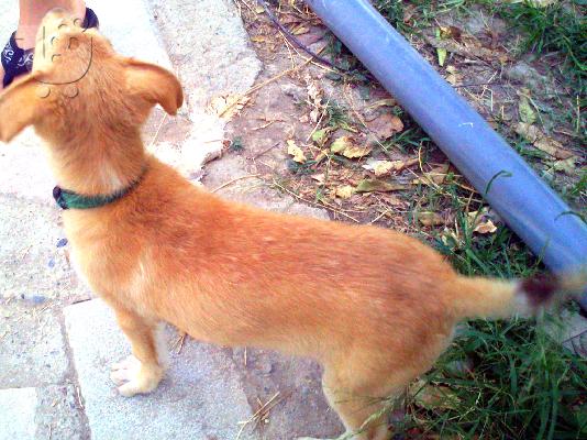 Χαρίζονται κουταβάκια ηλικίας 3 μηνών