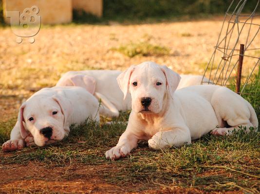 DOGO ARGENTINO