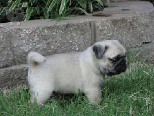 PoulaTo: Παγκ PUG Mops