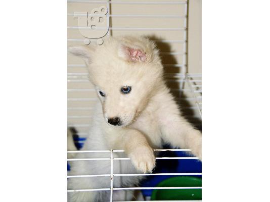 PoulaTo: Χάσκι Σιβηρίας (Siberian Husky)