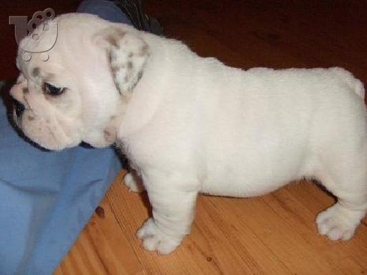 PoulaTo: English Bulldog