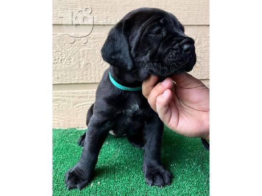PoulaTo: Cane corso