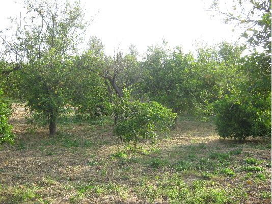 PoulaTo: Πωλείται αγροτεμάχιο, περιοχή Γελινιατίκων Δήμου Ξυλοκάστρου