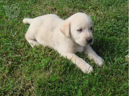 LABRADOR
