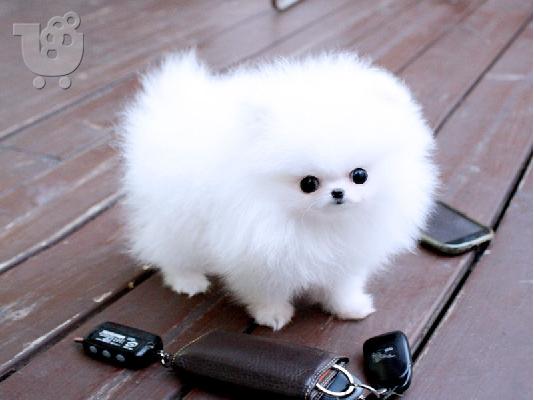 PoulaTo: Pomeranian κουτάβια - Ready