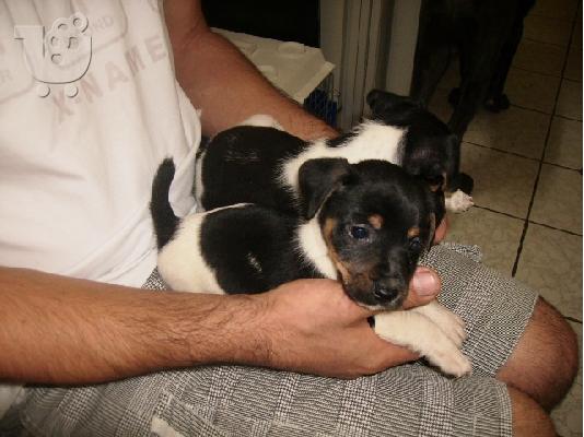 JACK  RUSSEL Τεριέ Τζακ Ράσελ
