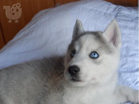 Seberian Husky