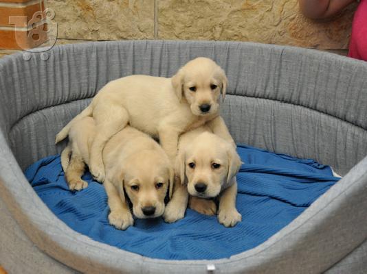 PoulaTo: Labrador