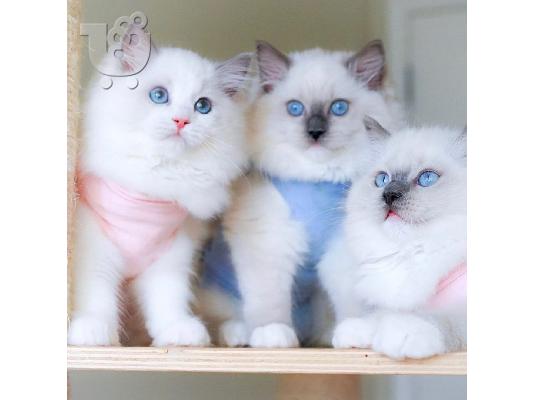 πανέμορφο μικρό Ragdolls για πώληση.