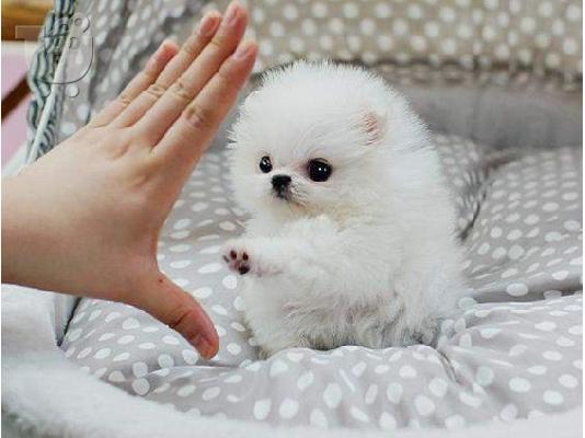 Φλυτζάνι τσαγιού Pomeranian κουτάβια για υιοθεσία