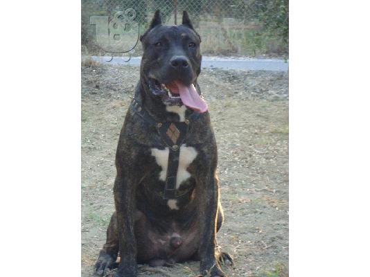 PoulaTo: PRESSA CANARIO