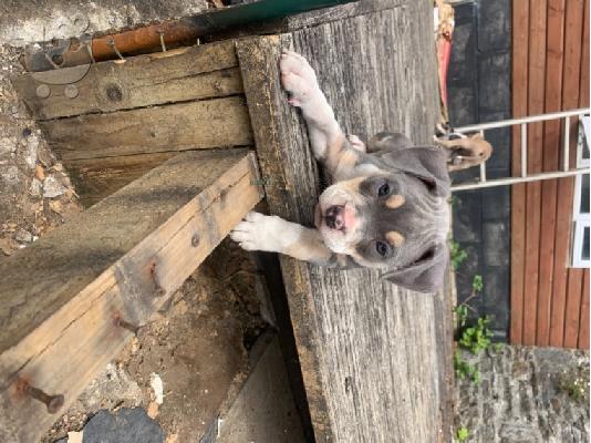Αμερικανικά μωρά pitbull