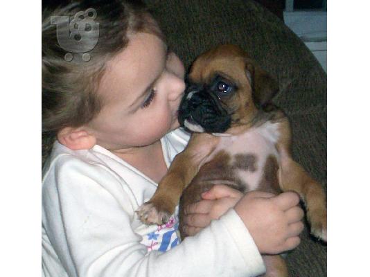 boxer puppies