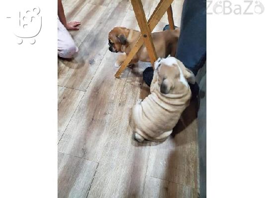 English bulldog puppies with very exploring an playfull skills full of energy