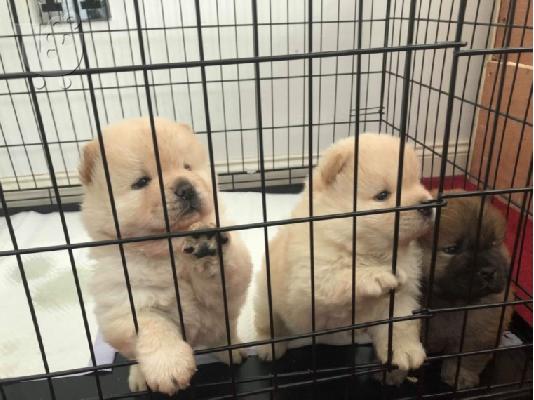 PoulaTo: Αξιολάτρευτο αρσενικό και θηλυκό chow chow Chow Puppies για υιοθεσία