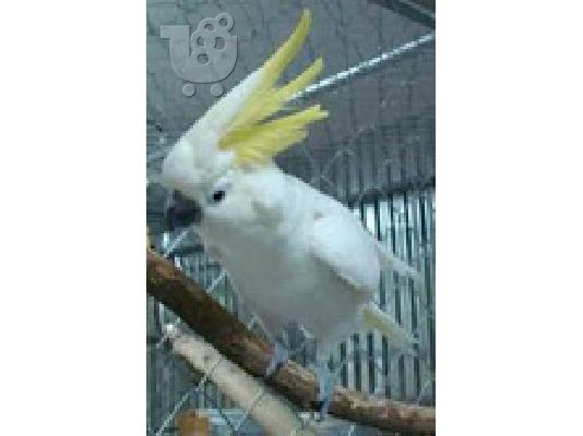 PoulaTo: λοφιοφόρο παπαγάλος cockatoo για € 200