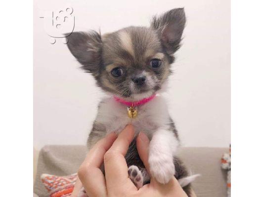 PoulaTo: Τσιουαουα μινι λευκο - Chihuahua mini white