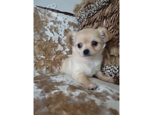 PoulaTo: *** εκπληκτική Chihuahua κουτάβια Kc Reg Longcoat ***