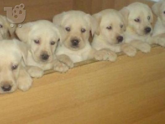 PoulaTo: LABRADOR