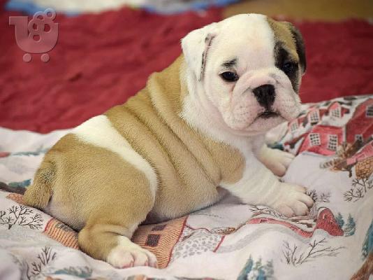 PoulaTo: Αγγλικά μπουλντόγκ / english bulldogs