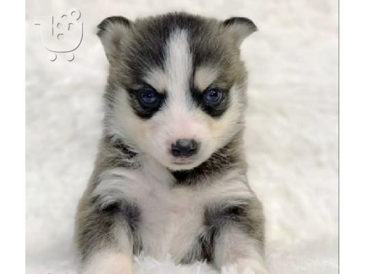 PoulaTo: Διατίθενται όμορφα κουτάβια Pomsky.