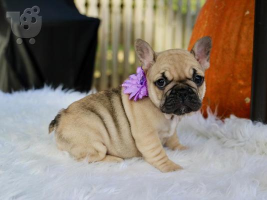 PoulaTo: Γαλλικο μπουλντογκ  / french bulldog