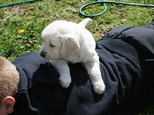 PoulaTo: Golden retriever κουτάβια