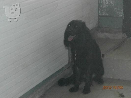 Gordon setter Χαριζεται