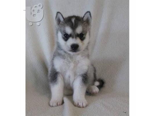 Siberian Husky