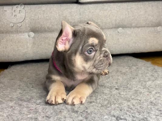PoulaTo: Κουτάβια AKC FrenchBulldog+34634098453