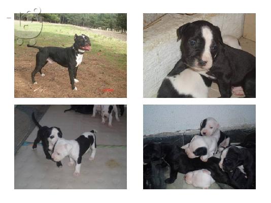 PoulaTo: pitbull