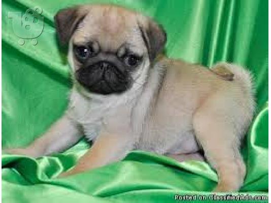 PoulaTo: pug mopse