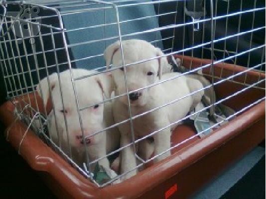 PoulaTo: DOGO ARGENTINO