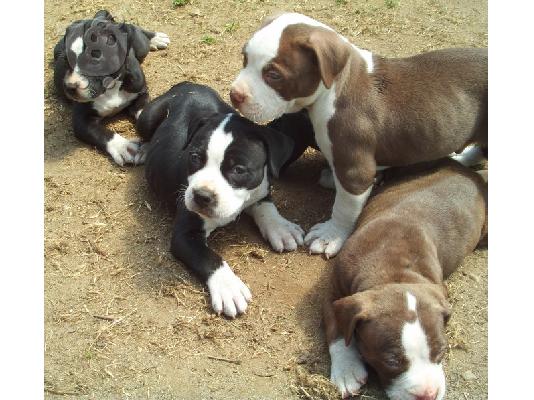 PITBULL