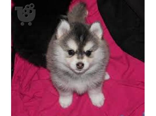 PoulaTo: Pomsky puppies for Free Adoption very Tiny