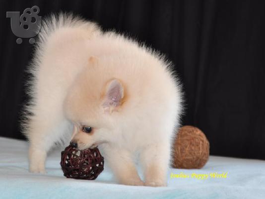 PoulaTo: Pomeranian cream