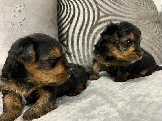 Μικρά κουτάβια Yorkie