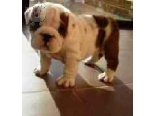 English Bulldog ΑΓΓΛΙΚΑ ΜΠΟΥΛΤΟΝΓΚ — Νέα Φιλαδέλφεια 