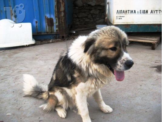 ΚΑΥΚΑΣΟΥ Ο TAYSONâ€ ΧΑΡΙΖΕΤΑΙ