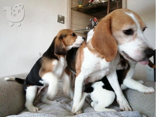 PoulaTo: BEAGLE Κουτάβια διαθέσιμα