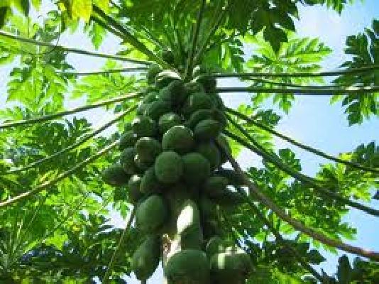 PoulaTo: PAPAYA